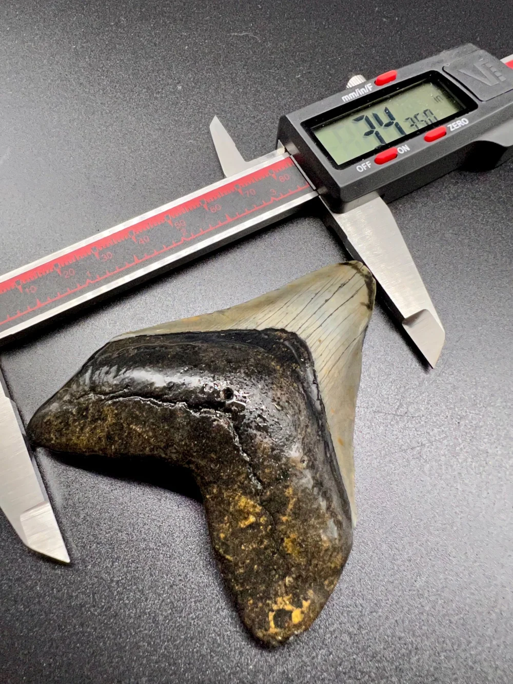 3.43” Meg — The Fossil Ranger