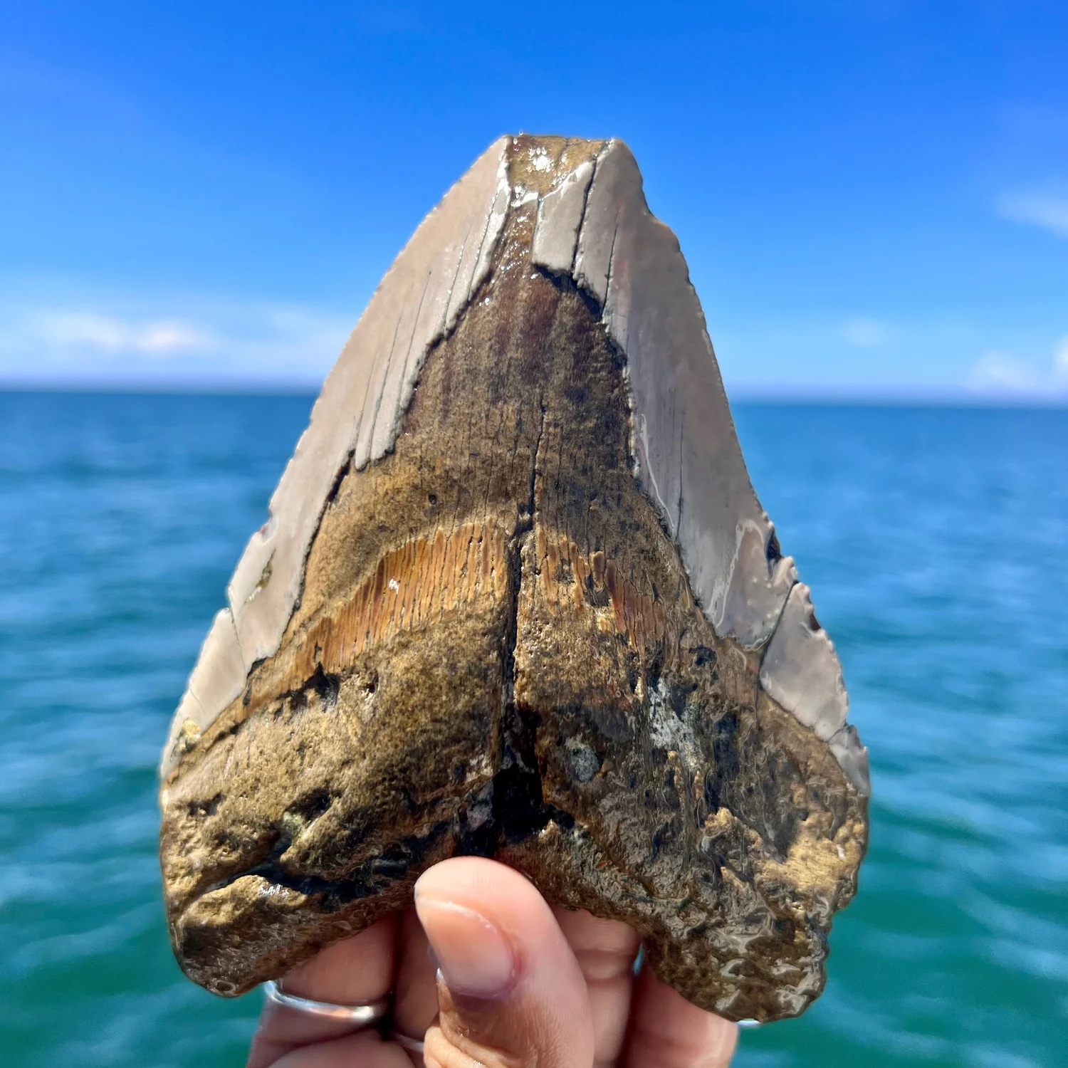 5.25” Meg — The Fossil Ranger