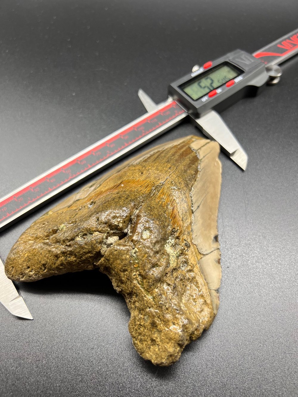 5.25” Meg — The Fossil Ranger