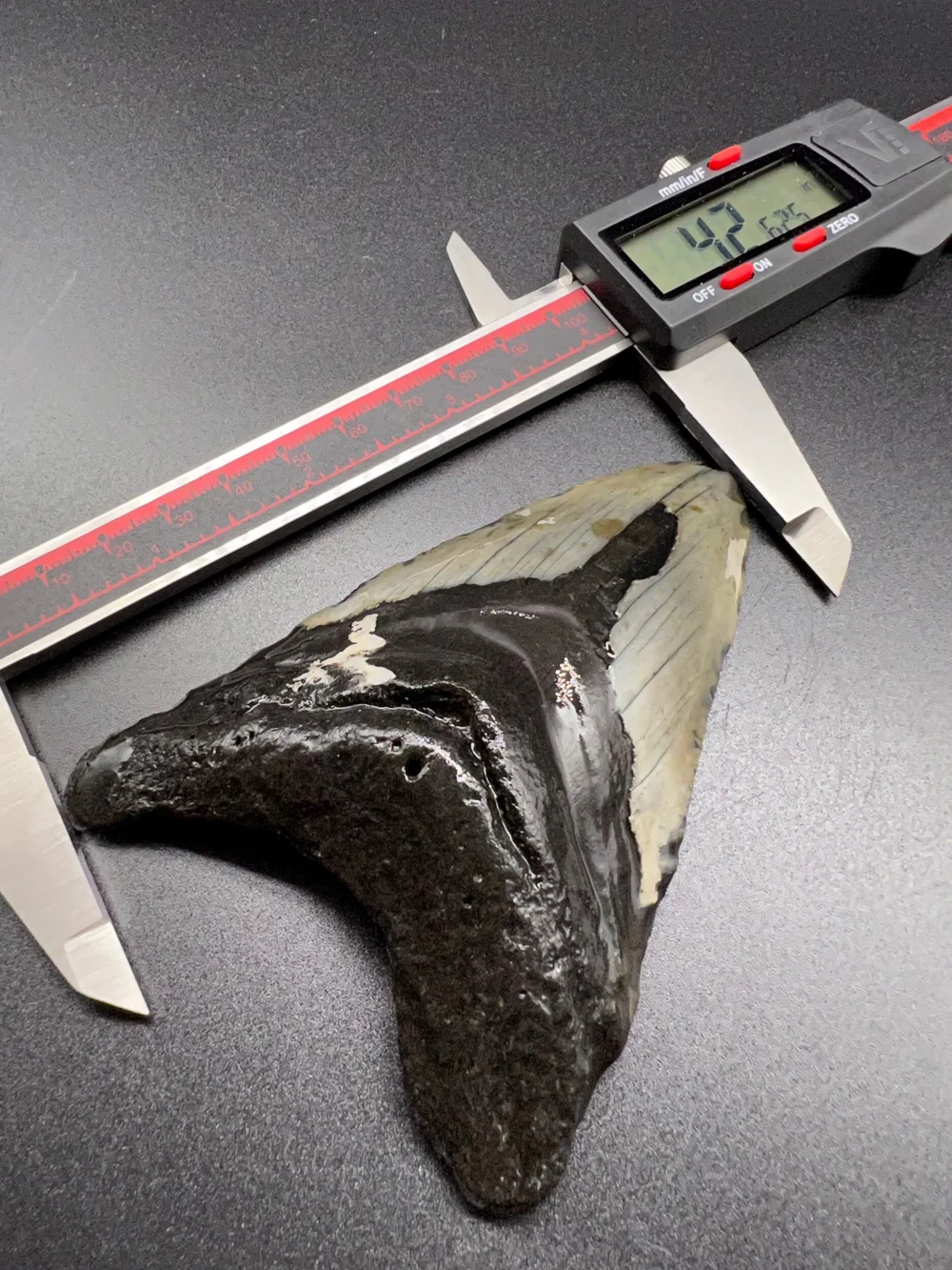 4.26” Meg — The Fossil Ranger