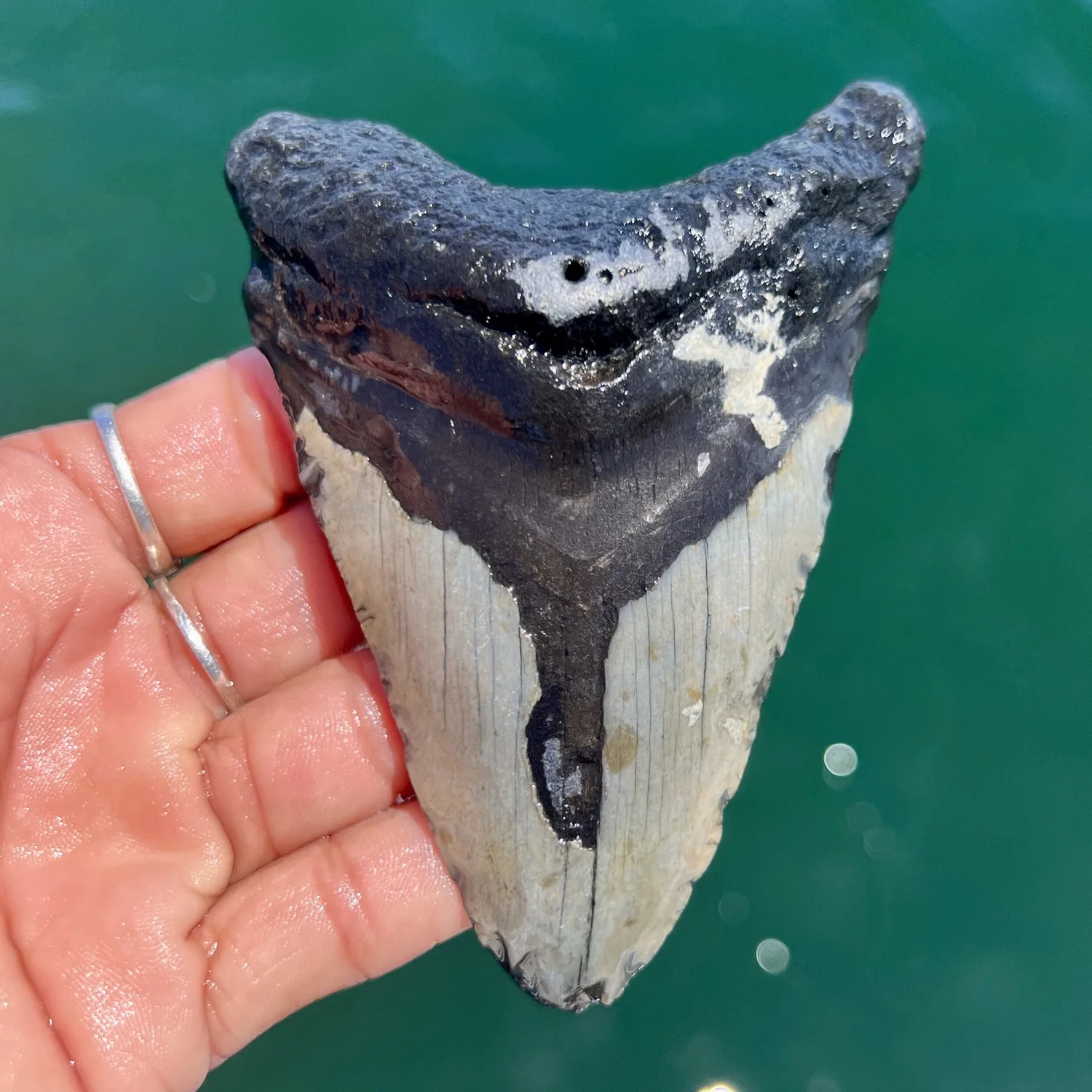 4.26” Meg — The Fossil Ranger