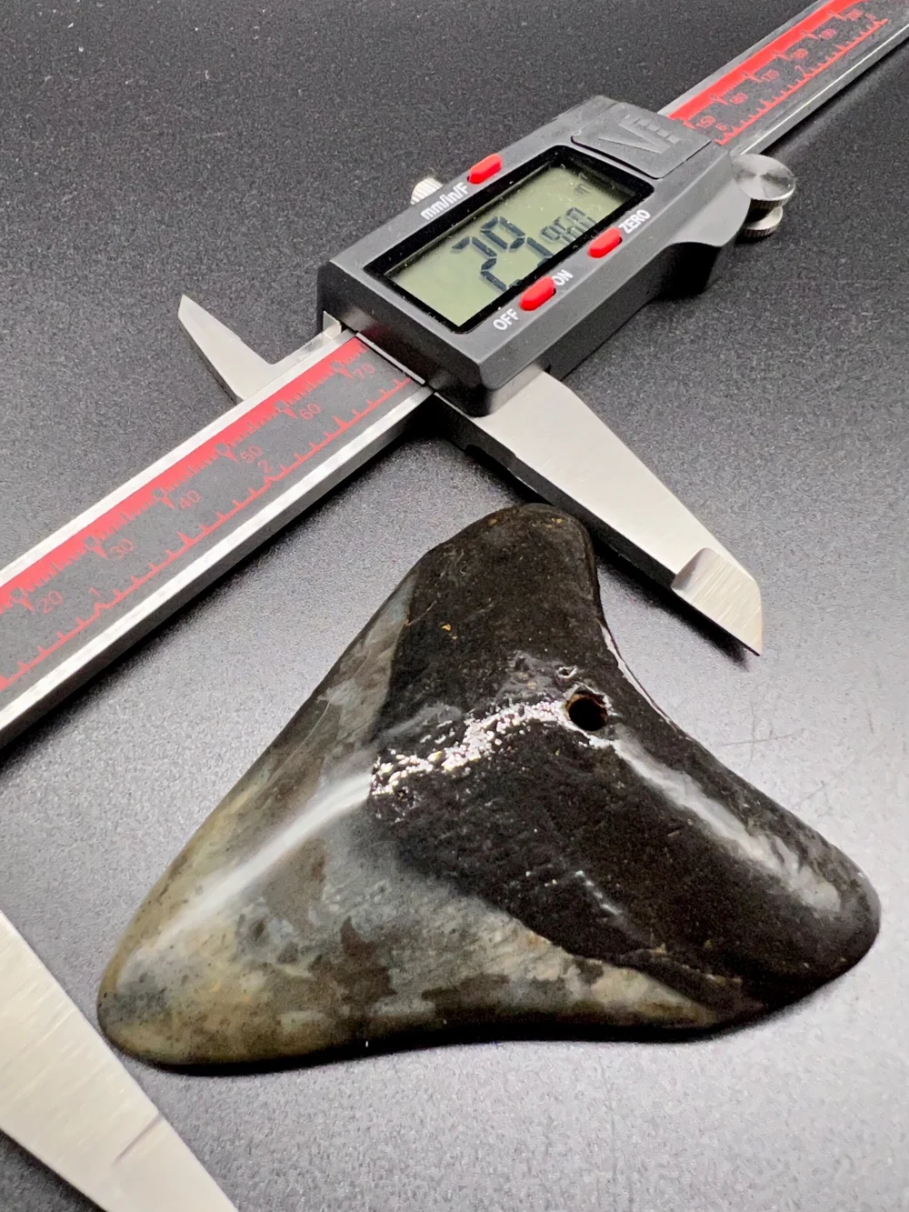 2.99” Meg — The Fossil Ranger