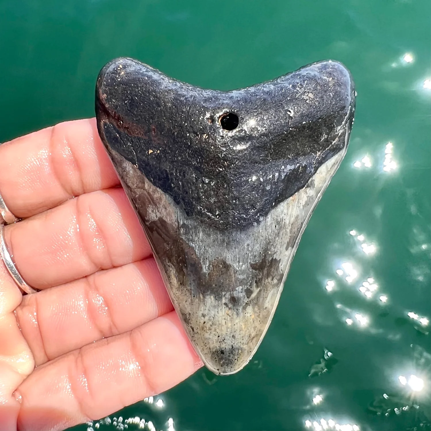 2.99” Meg — The Fossil Ranger