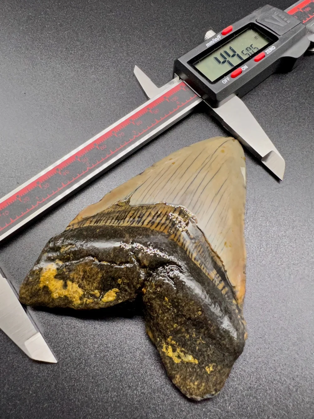 4.45” Meg — The Fossil Ranger