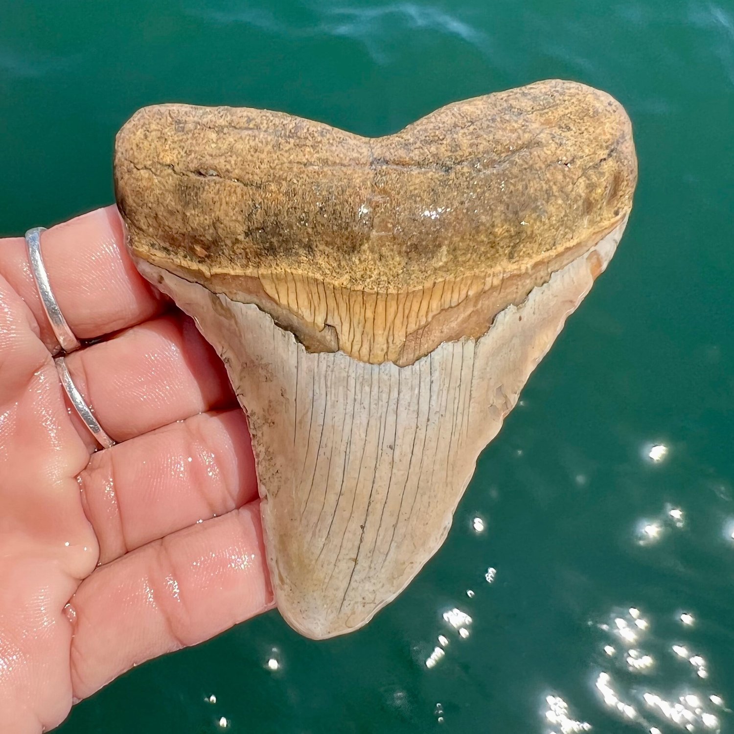 3.61” Meg — The Fossil Ranger
