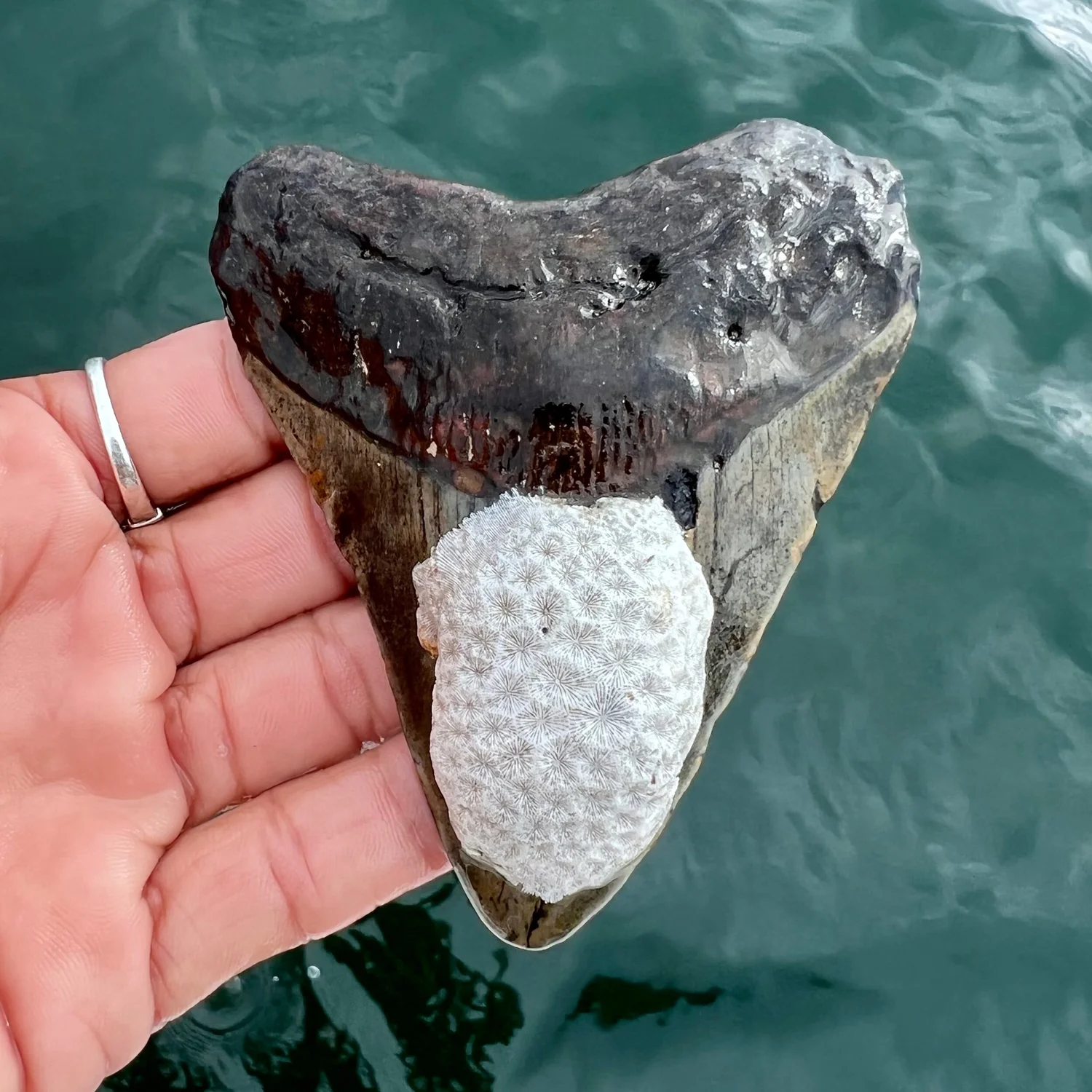 3.67” Meg — The Fossil Ranger