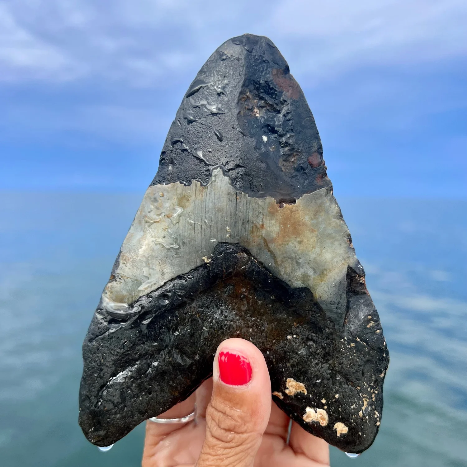 5.76” Meg — The Fossil Ranger