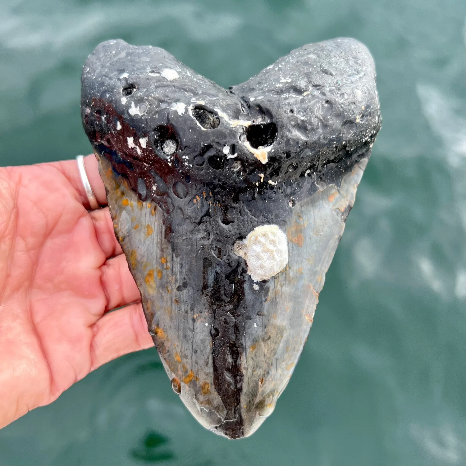 5.76” Meg — The Fossil Ranger