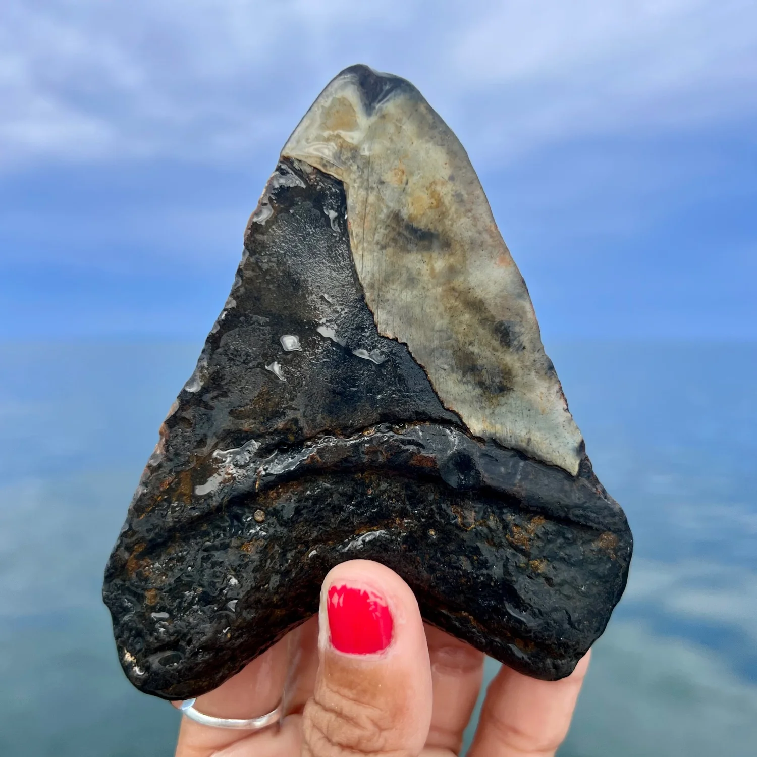4.46” Meg — The Fossil Ranger