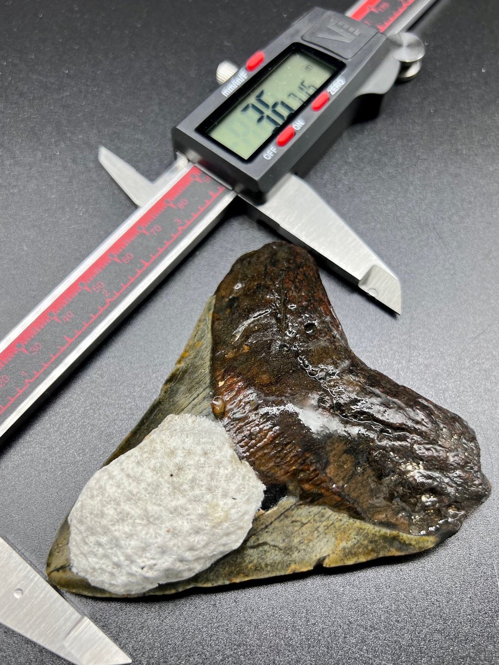 3.67” Meg — The Fossil Ranger