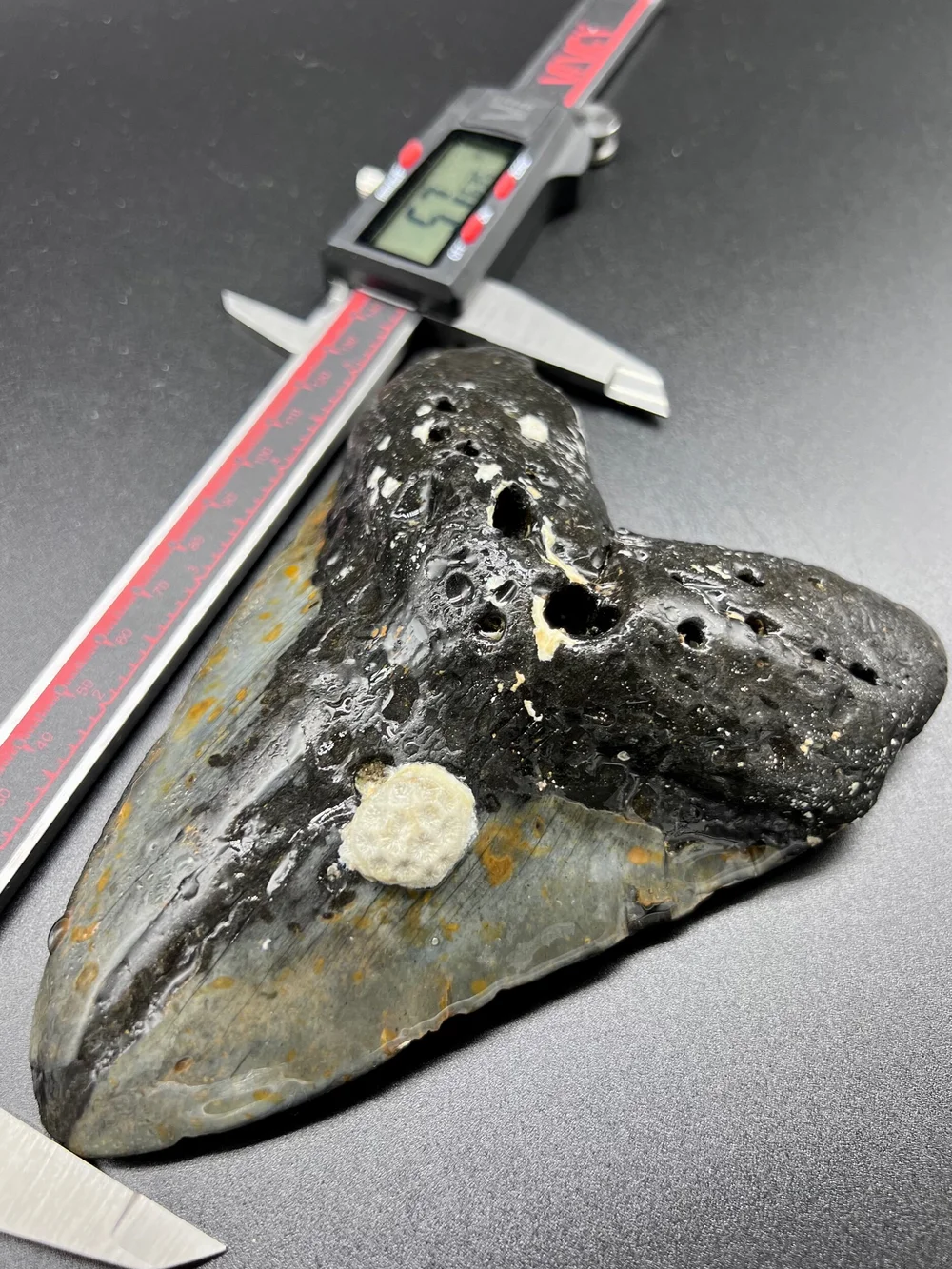 5.76” Meg — The Fossil Ranger