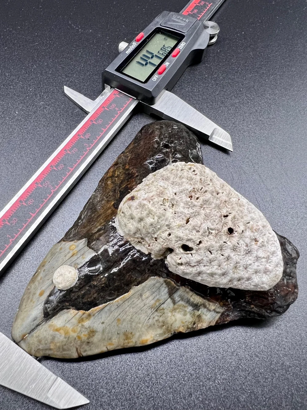 MEG 4.46” Meg — The Fossil Ranger