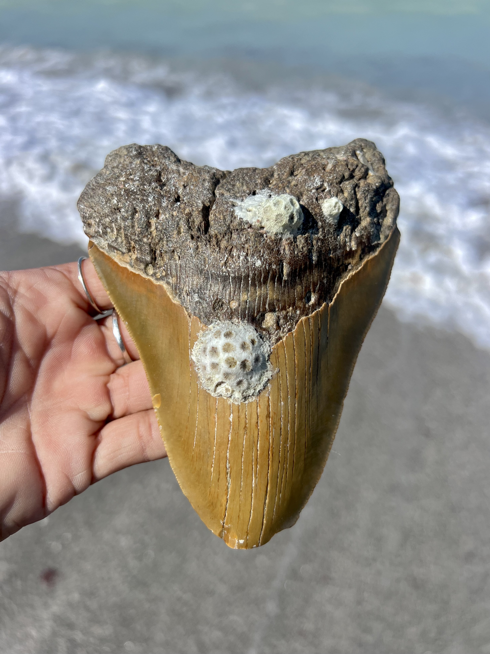 IMG_9712.png?format=1000w