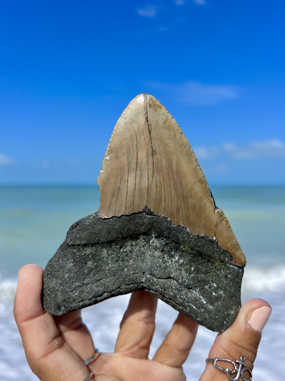 ボード FOSSIL - FOSSIL BOARD NATURAL 160 Amazon.com: Natural Fossil Collection of The World in The