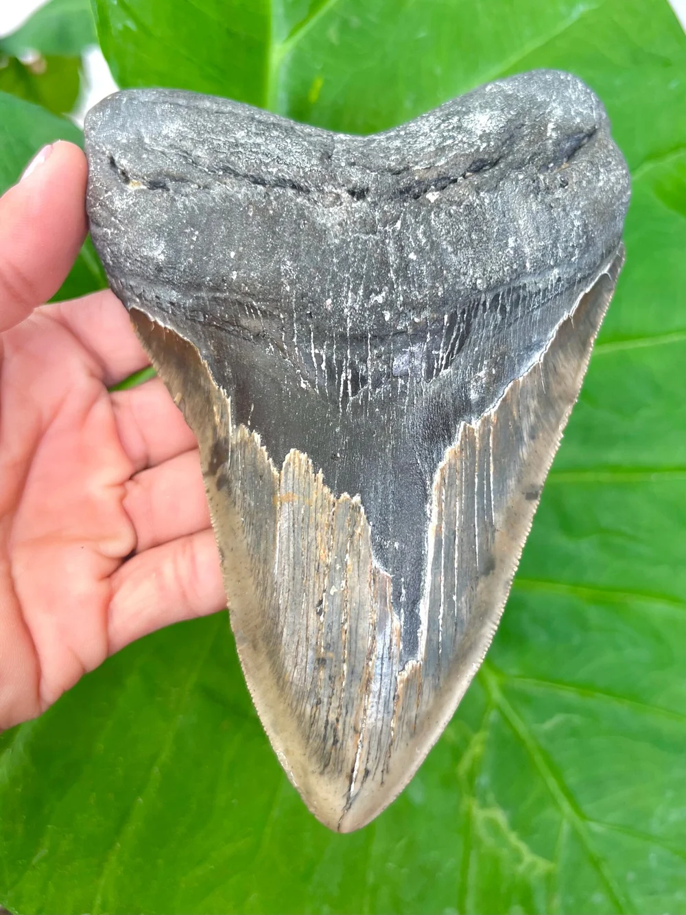 6.01” Meg — The Fossil Ranger