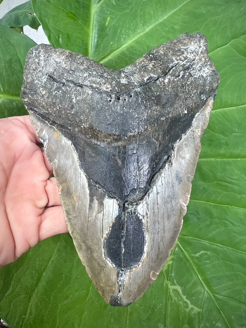 meg 6.01” Meg — The Fossil Ranger