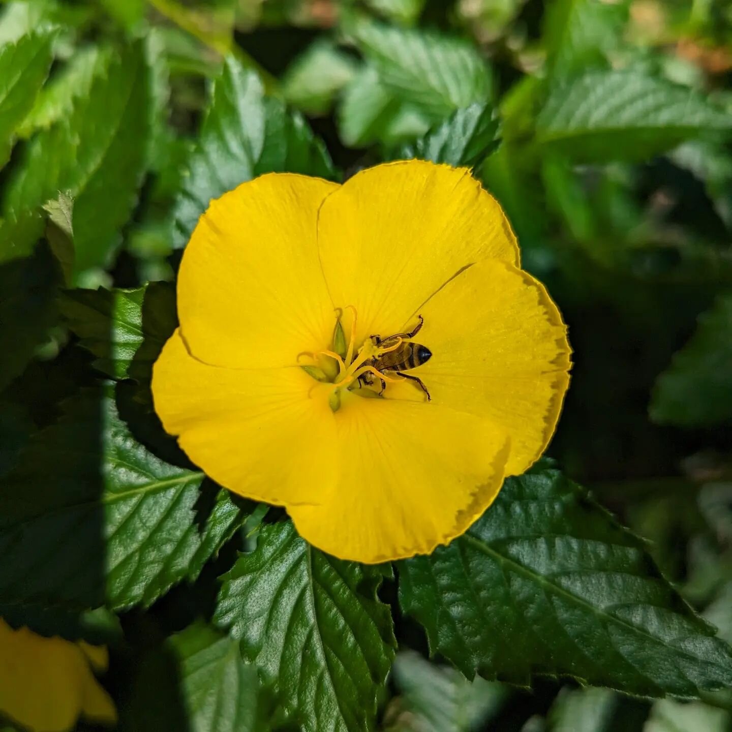 🐝🐝🐝