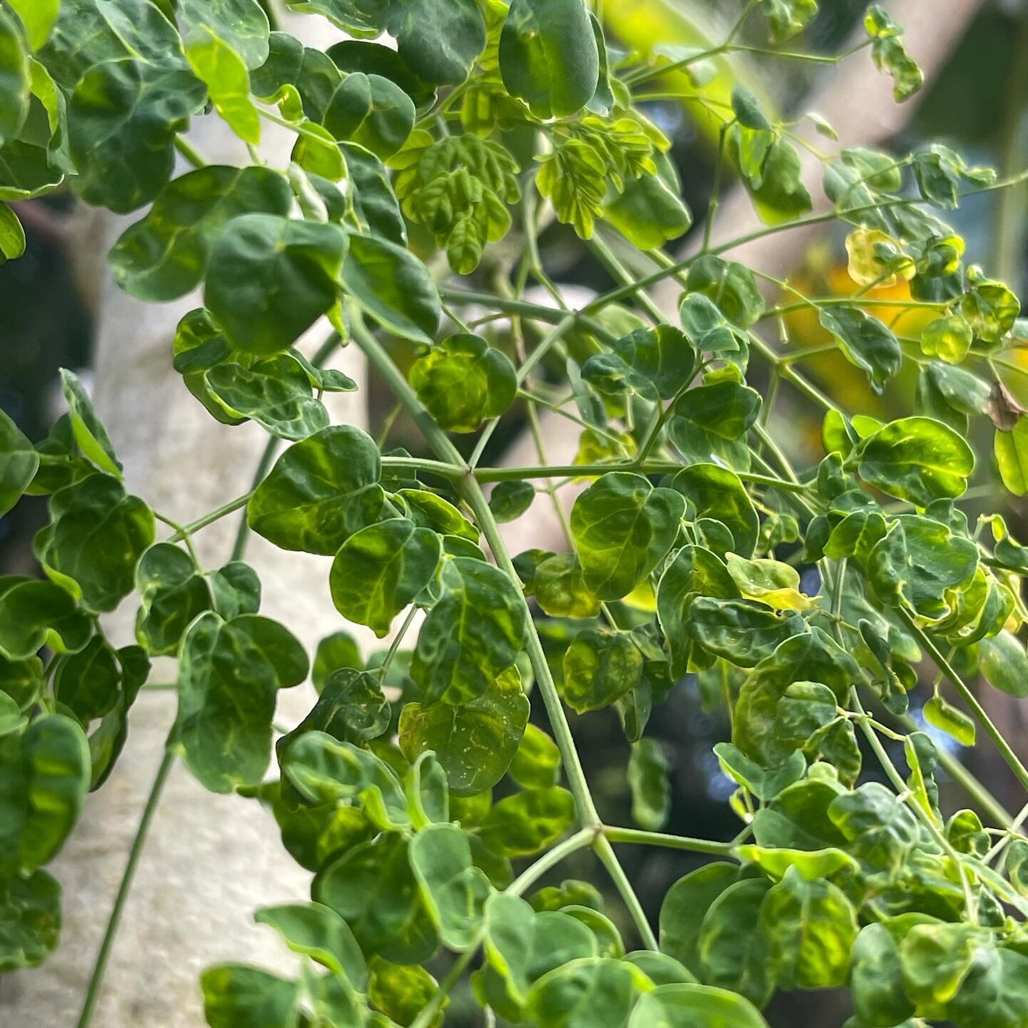 There is no plan on what we cook, we let the land tell us. We can hear the food say me me I&rsquo;m ready. And then watch the magic that unfolds in each bite. Today we gathered the plenty Ulu, Moringa, Green Beans, Lemon, and Hawaiian Chili Pepper wh