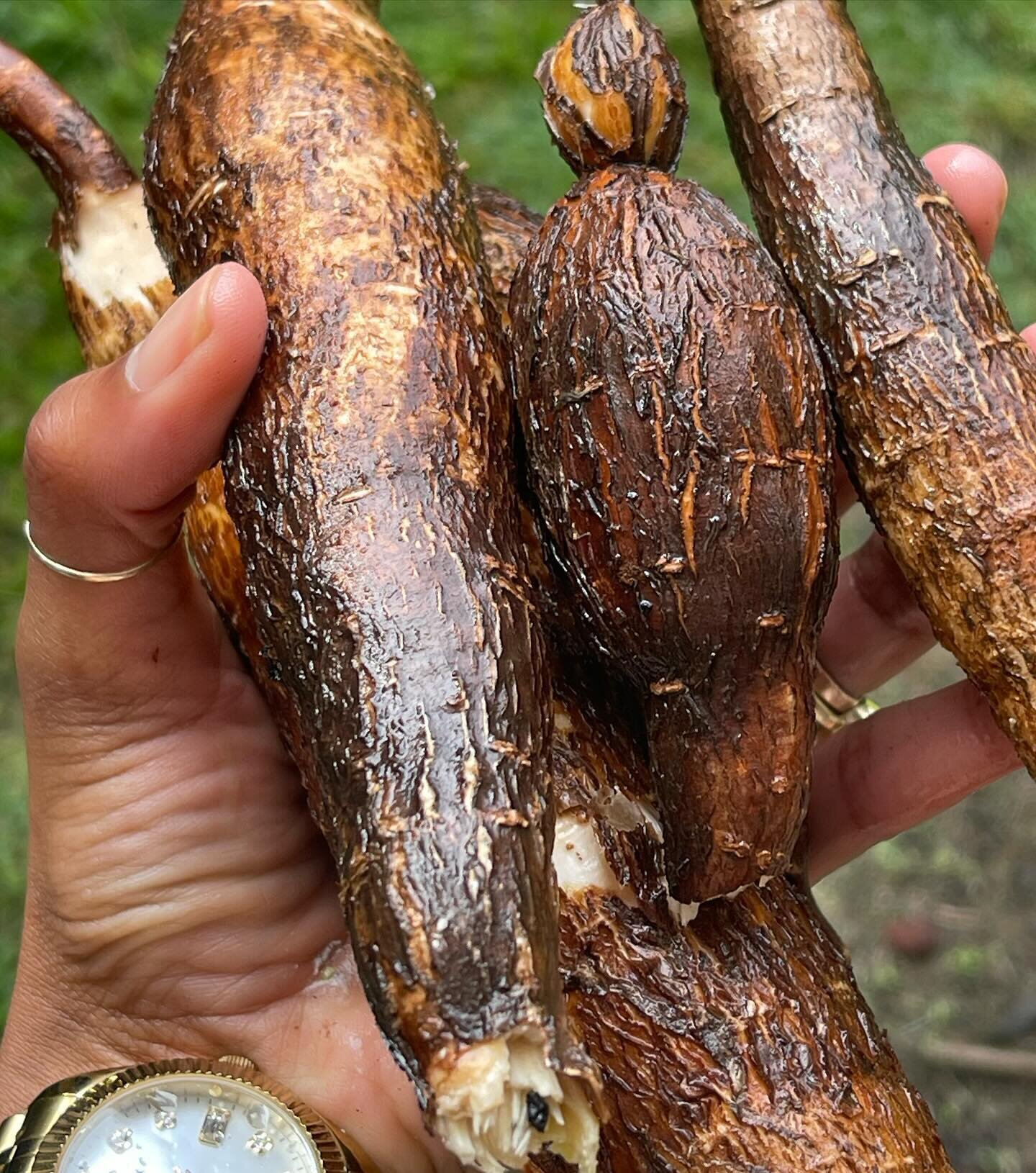 Do you know what&rsquo;s best about growing your own food? The creativity that comes as you wake up in the Morning and walk the land. In observation you notice what is ready to harvest, and then you combine everything and make a meal 100% from your l