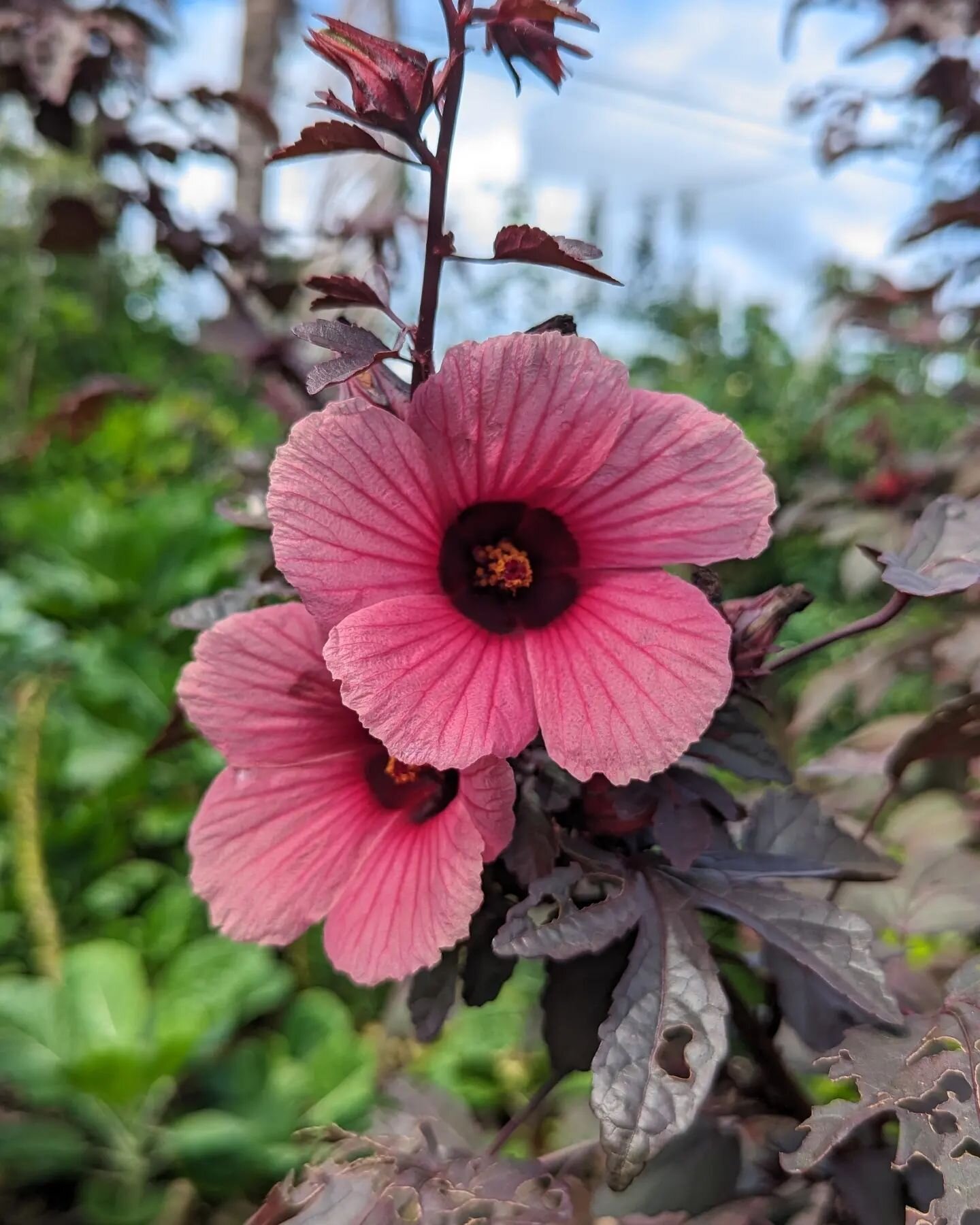 #CranberryHibiscus 🌺 #bigisland #hawaii #waimanabigisland #hibiscus