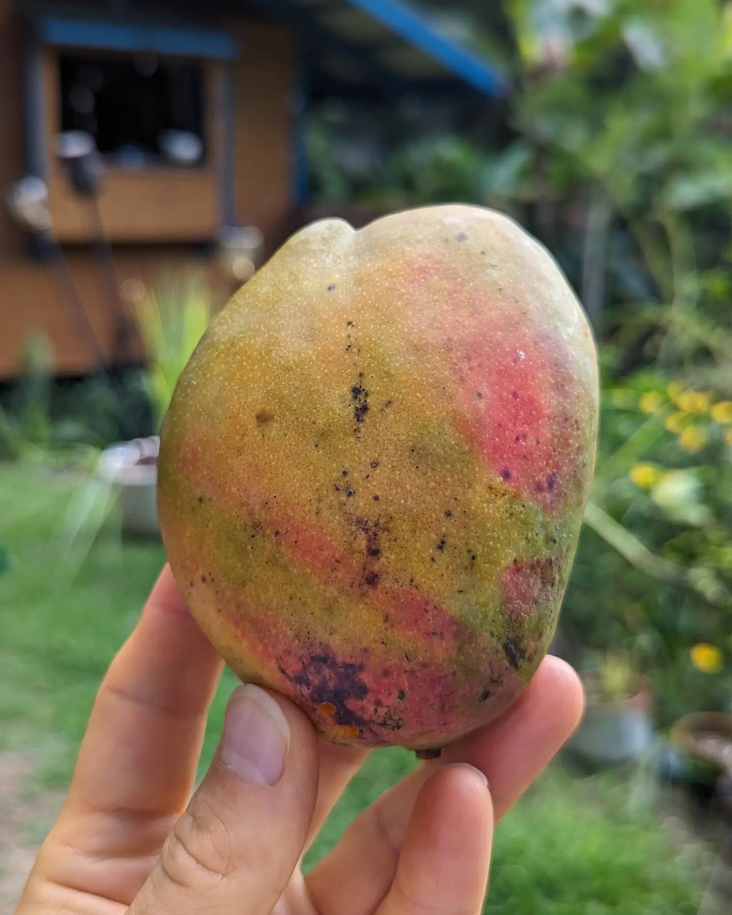 First mango of the season!!! 🥭🤤🥭 #bigisland #hawaii #mango #eatfruit #eatcolorful #healthiswealth #waimanabigisland #aspire2inspire