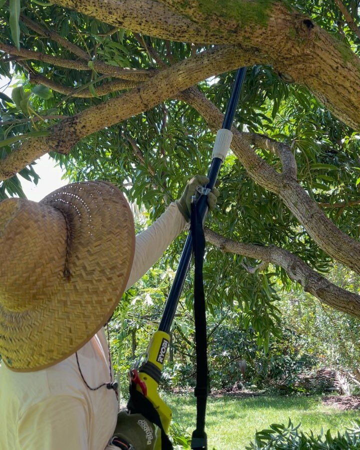 Bringing in the light on the Mangos today✨🥭✨ @themikeschreiber @iheartkundaliniyoga 
.
.
.
#LoveTheAina #MangoTango #MangoLove #Permaculture #Permies #LetThereBeLight #AlohaSpirit #TreeClimbers #PuttingInTheWork #BigIslandLove #Aloha #Mana