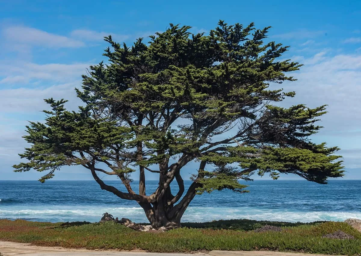 The Pun Tree