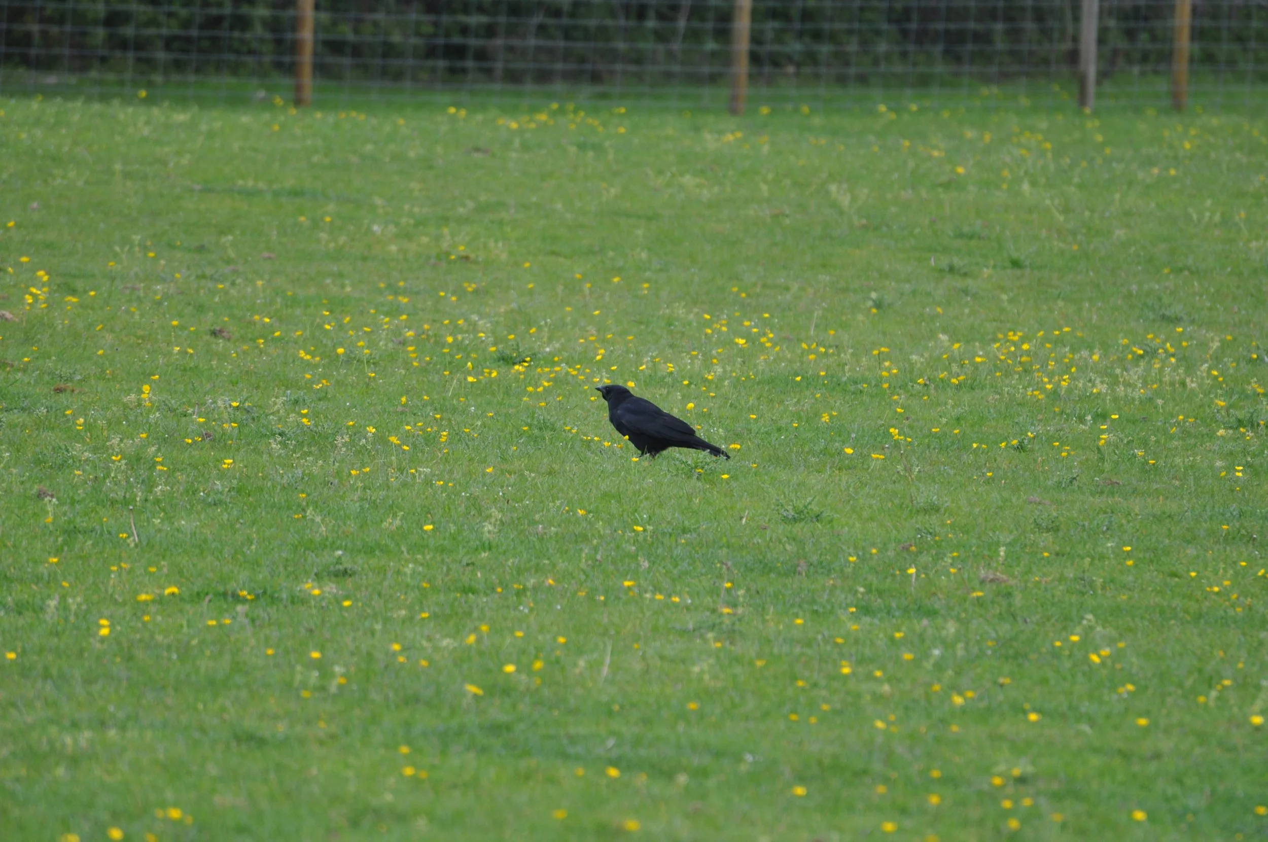 crow.JPG
