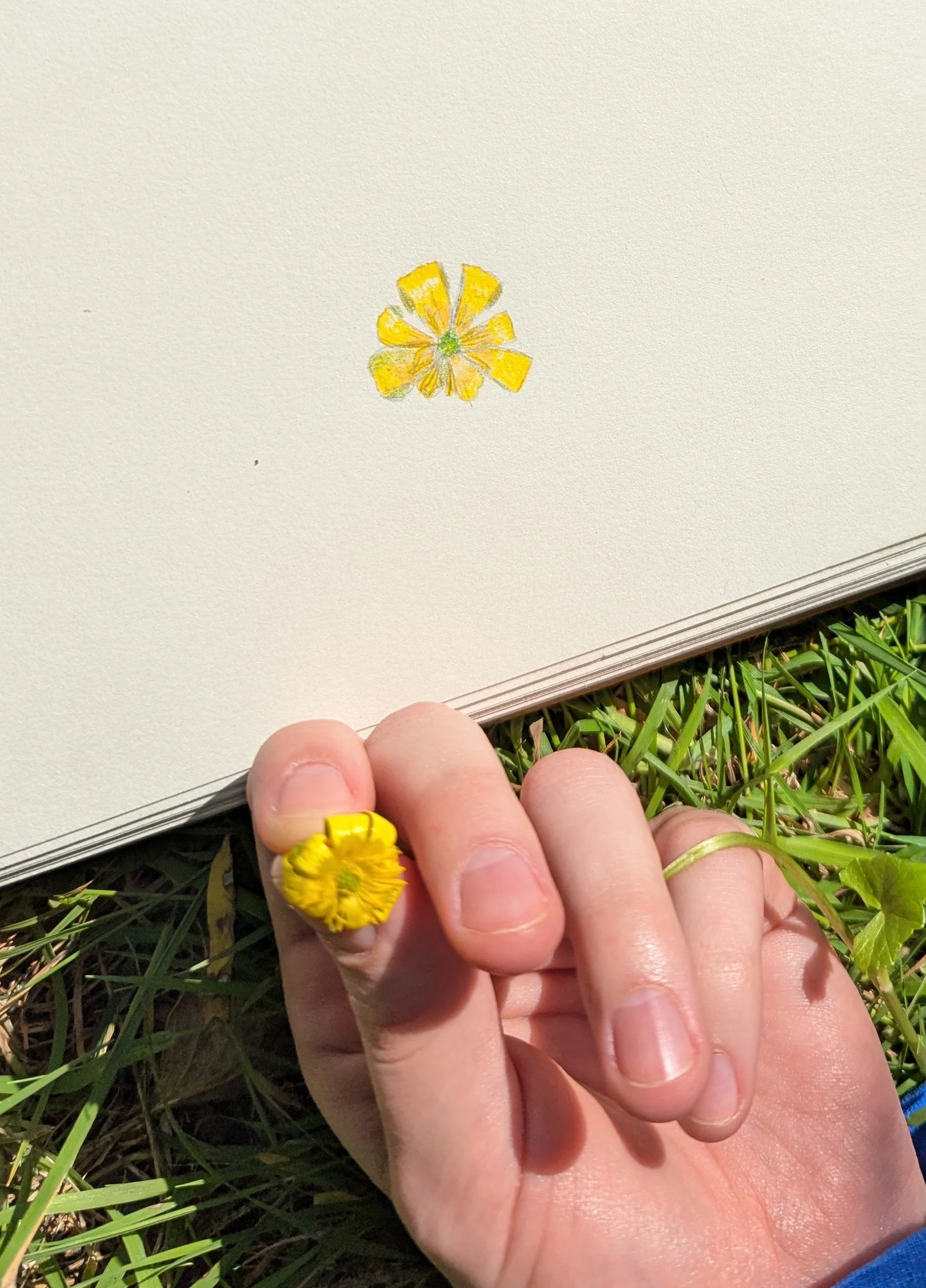 lesser celendine.jpg