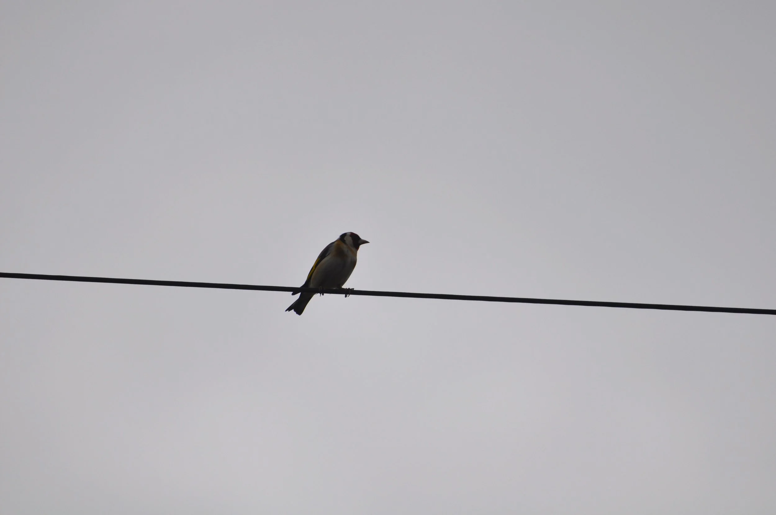 goldfinch-2.JPG