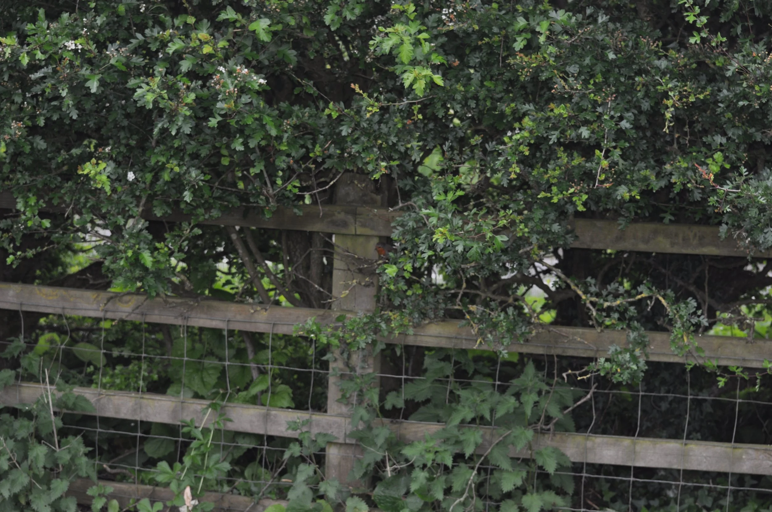 DSC_0033.JPG