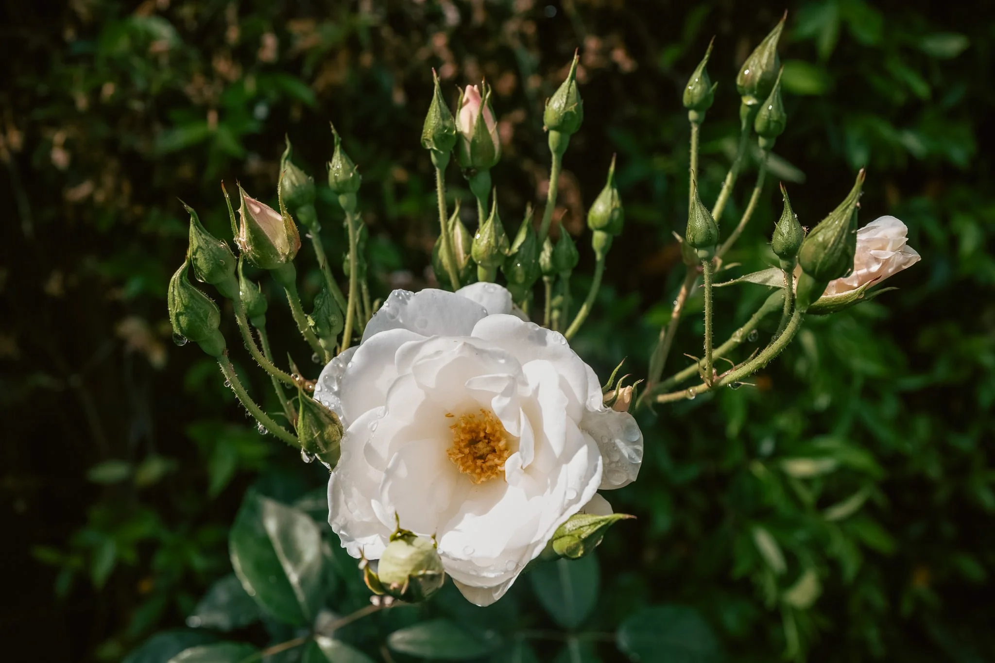 Birthday Rose #2
