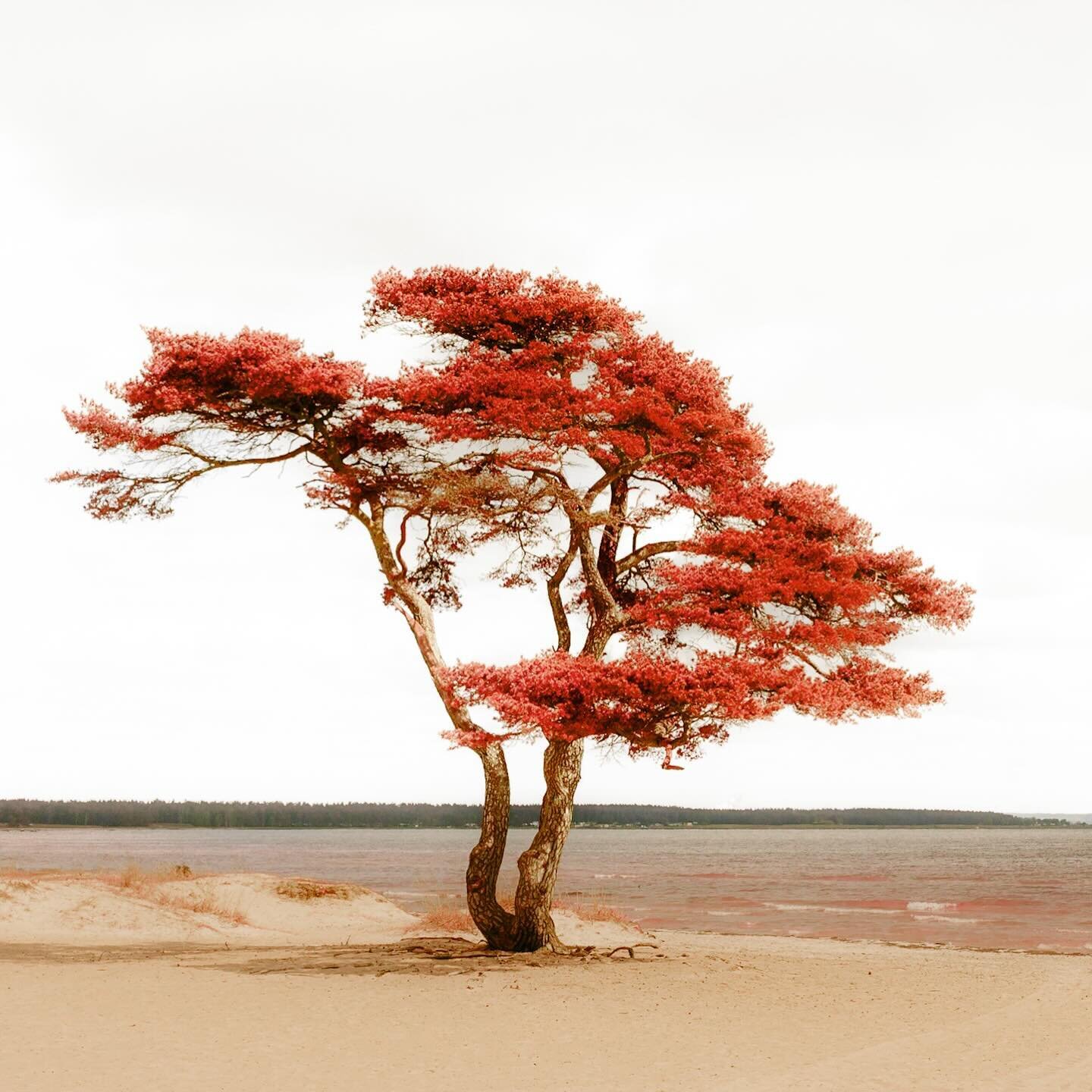 Delighted to announce that Tree of Life from my upcoming series, Infrared Dreams, will be exhibited virtually at @centerphotographicart for their next juried group show! 

Curated by @catherinecouturiergallery. 
Opening reception is on April 20th in 