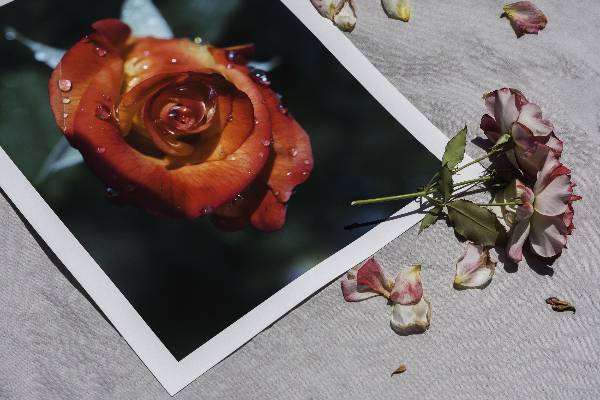 Close-up of a printed photograph of a red and orange rose with water droplets, placed on a gray surface with dried pink and white rose petals scattered around.