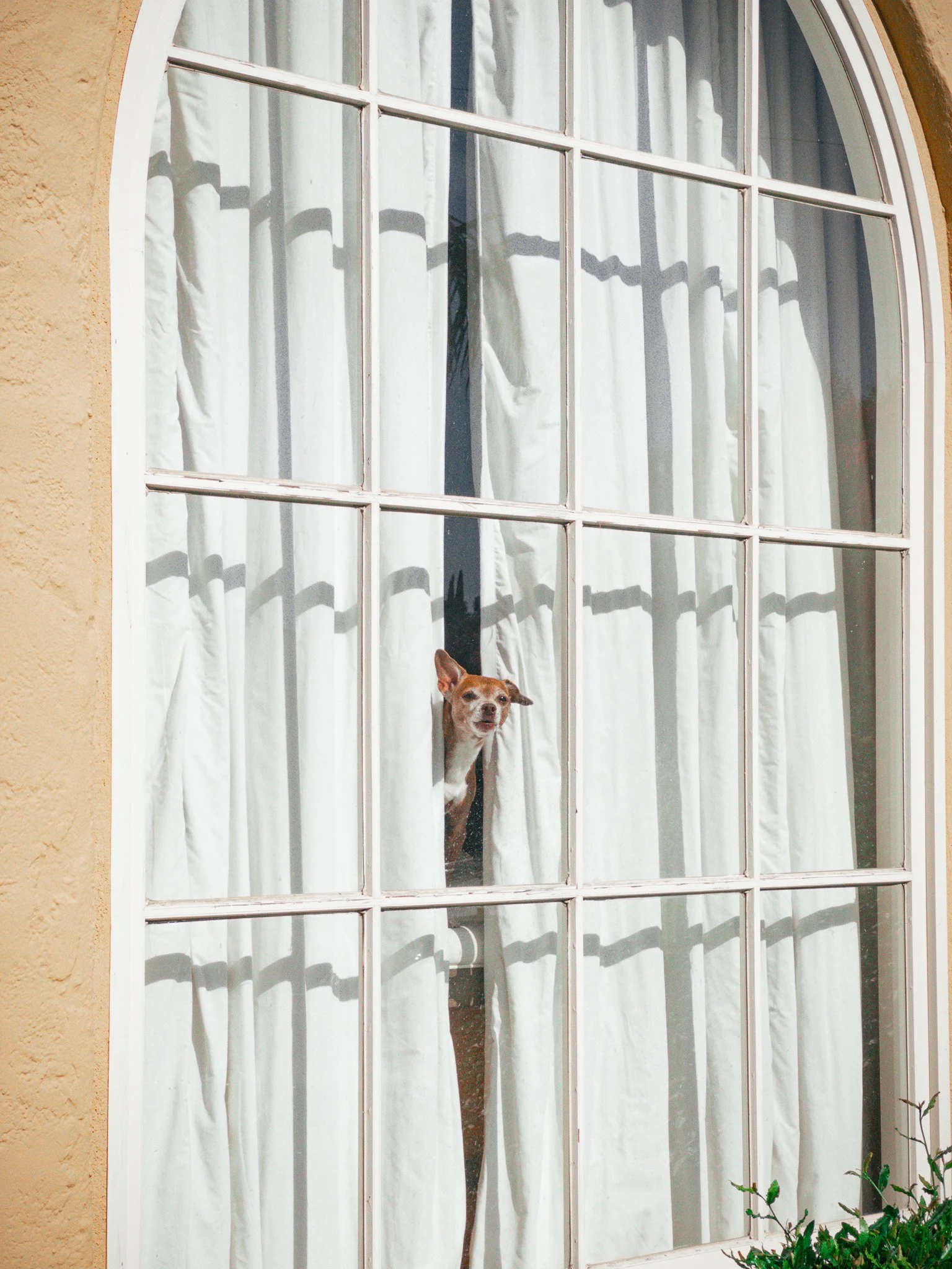 Barking dog at the window (2024)