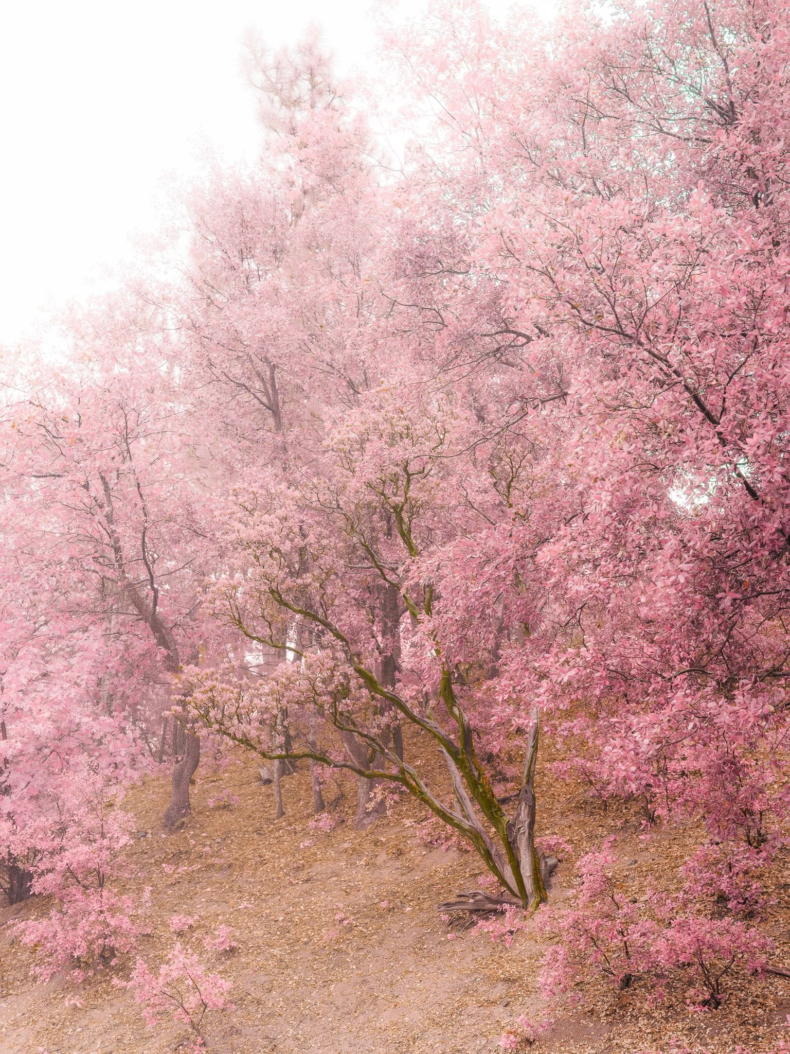 Manzanita (2025)