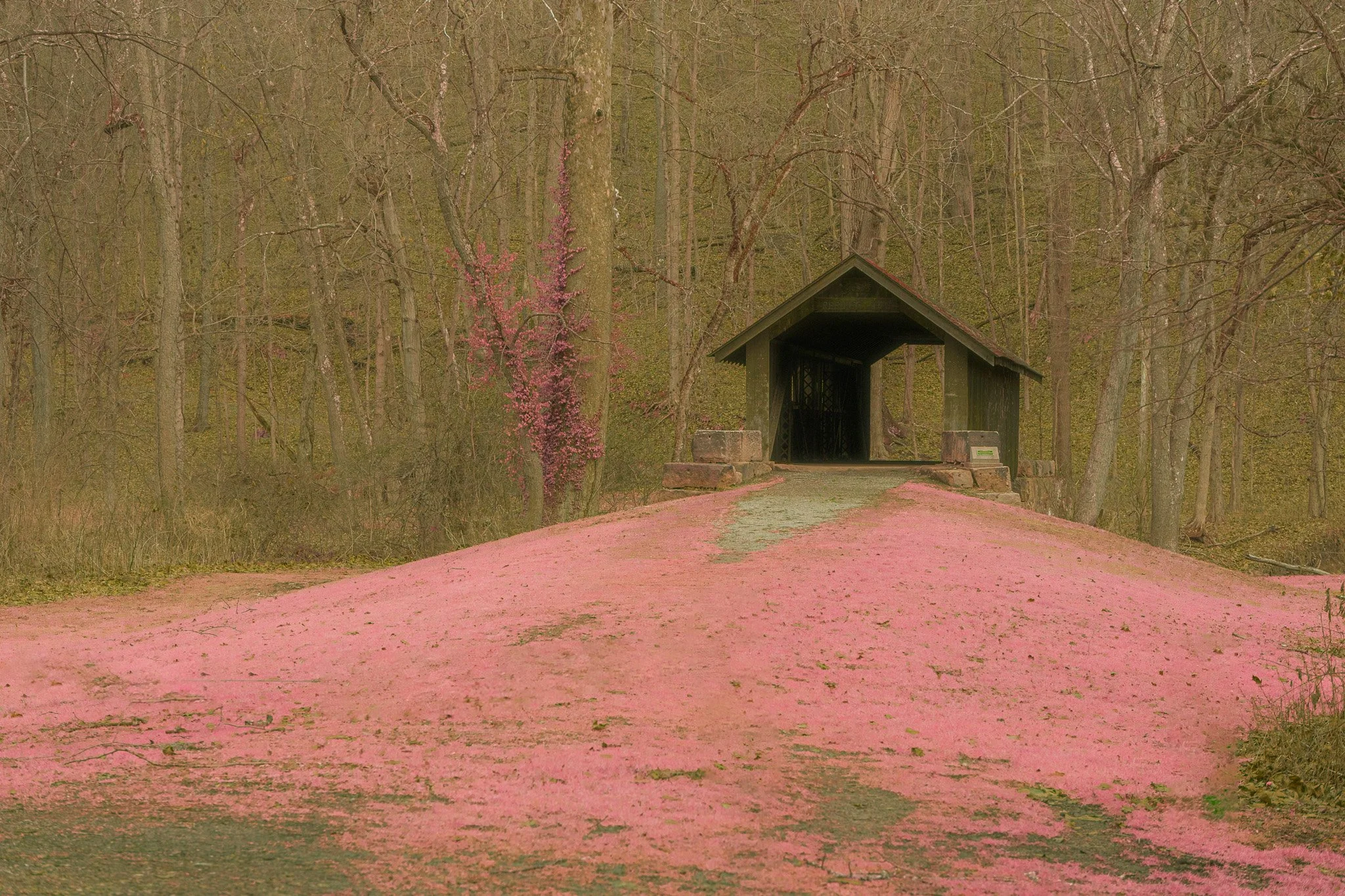 House on the clearing (2024)