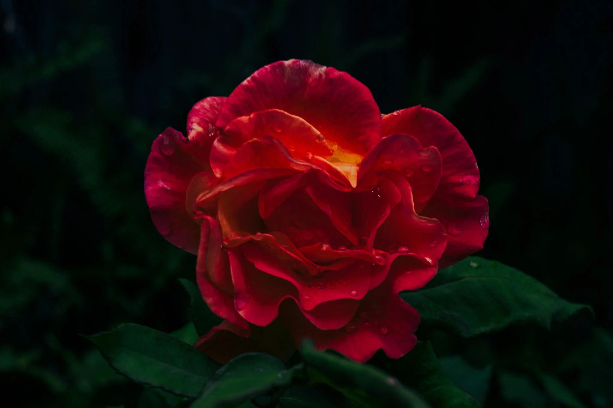 Birthday Rose #3
