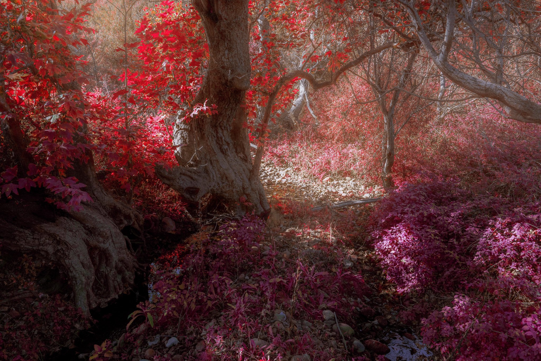 Hidden Nature (2024)