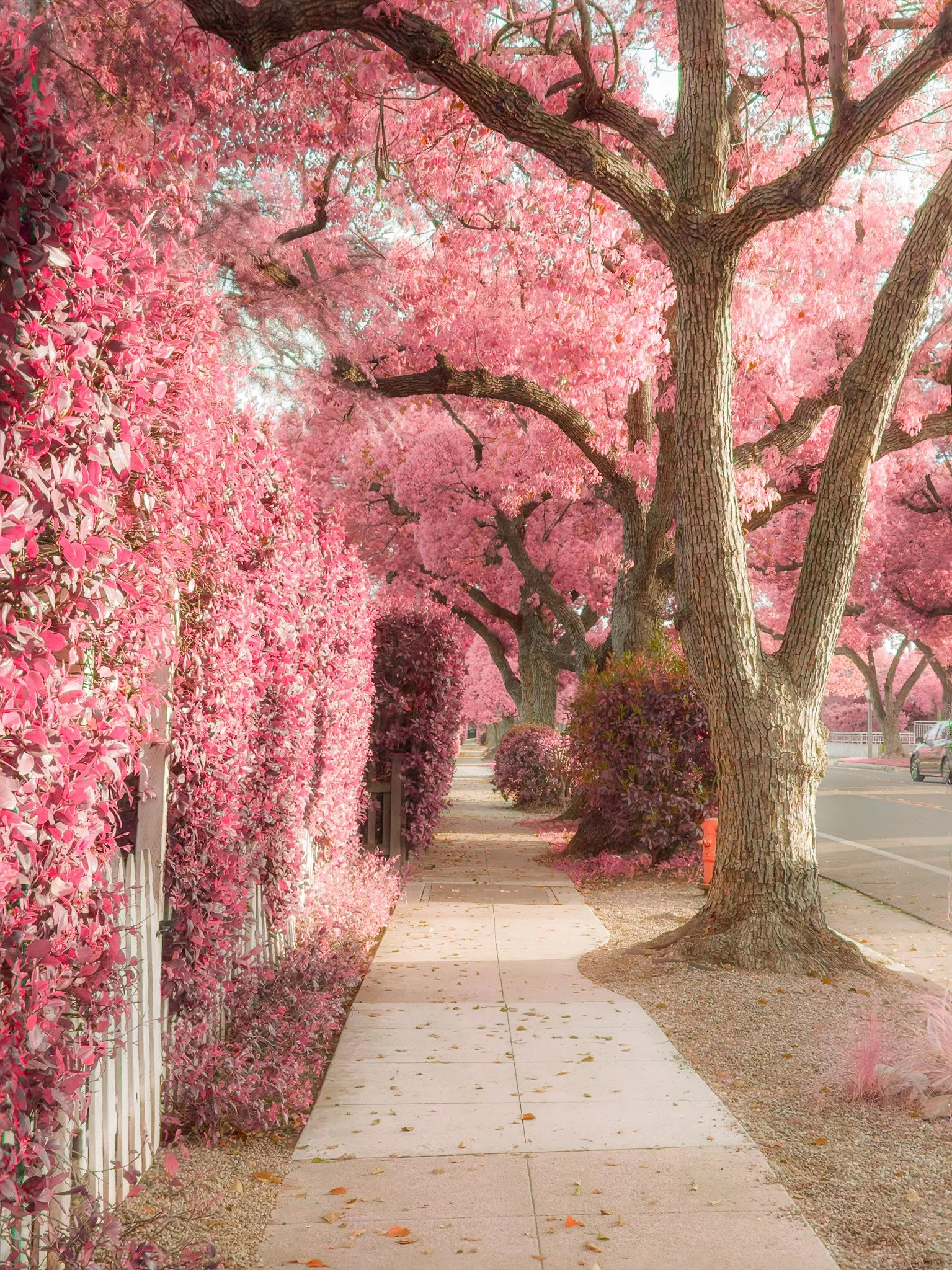 Normandie Heights (2025)