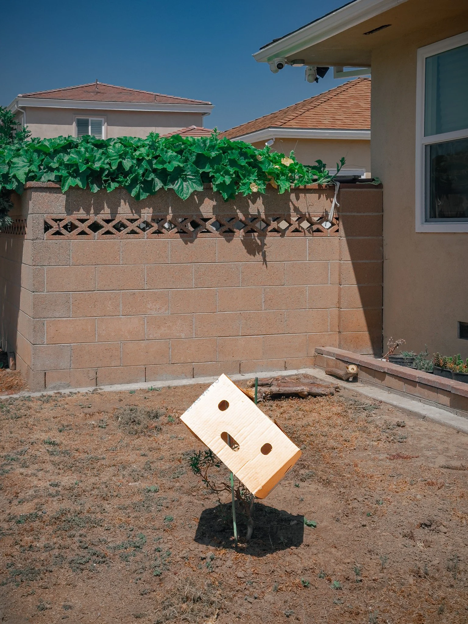 Danbo in the Wild (2024)