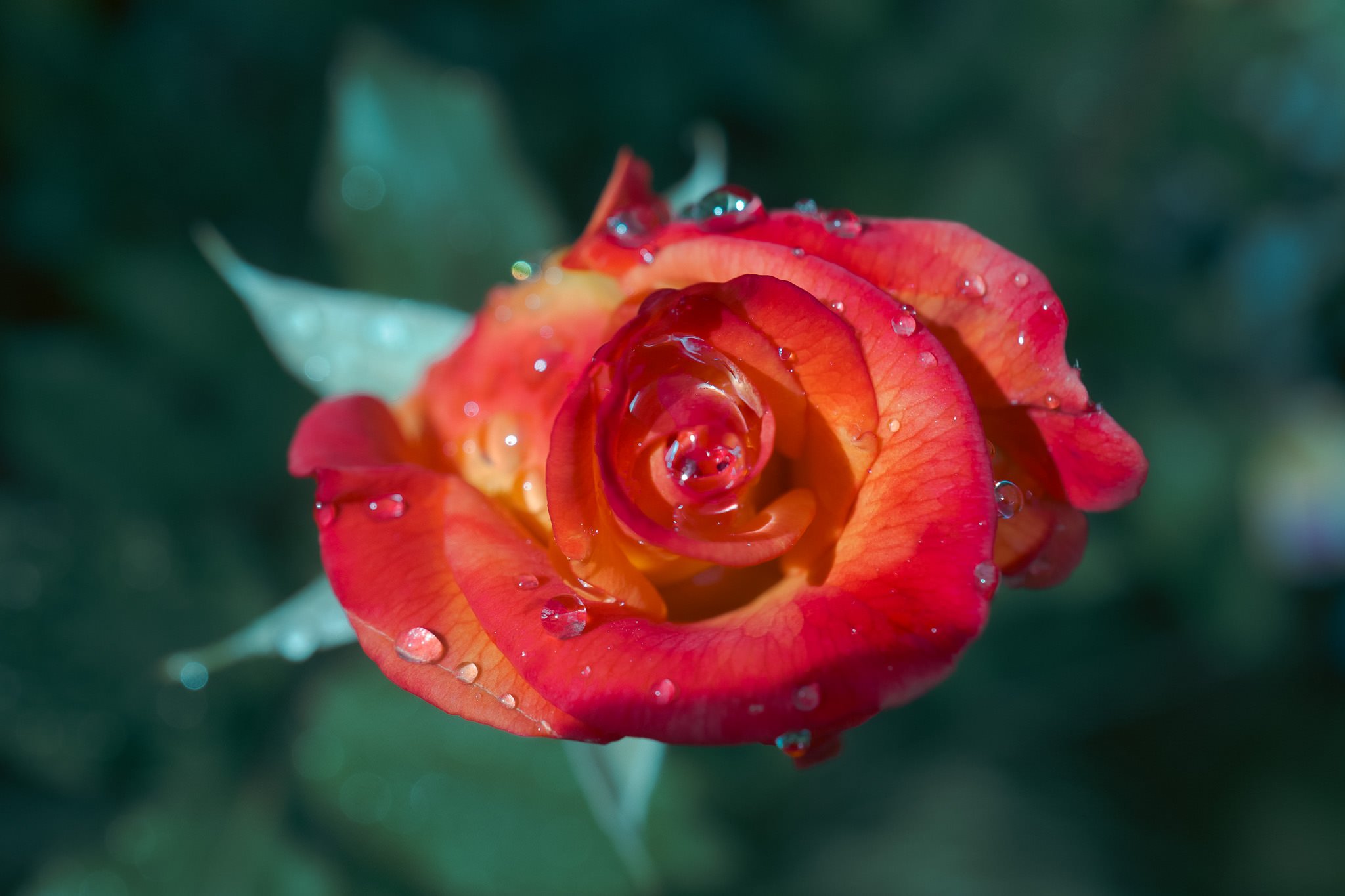 Birthday Rose #4