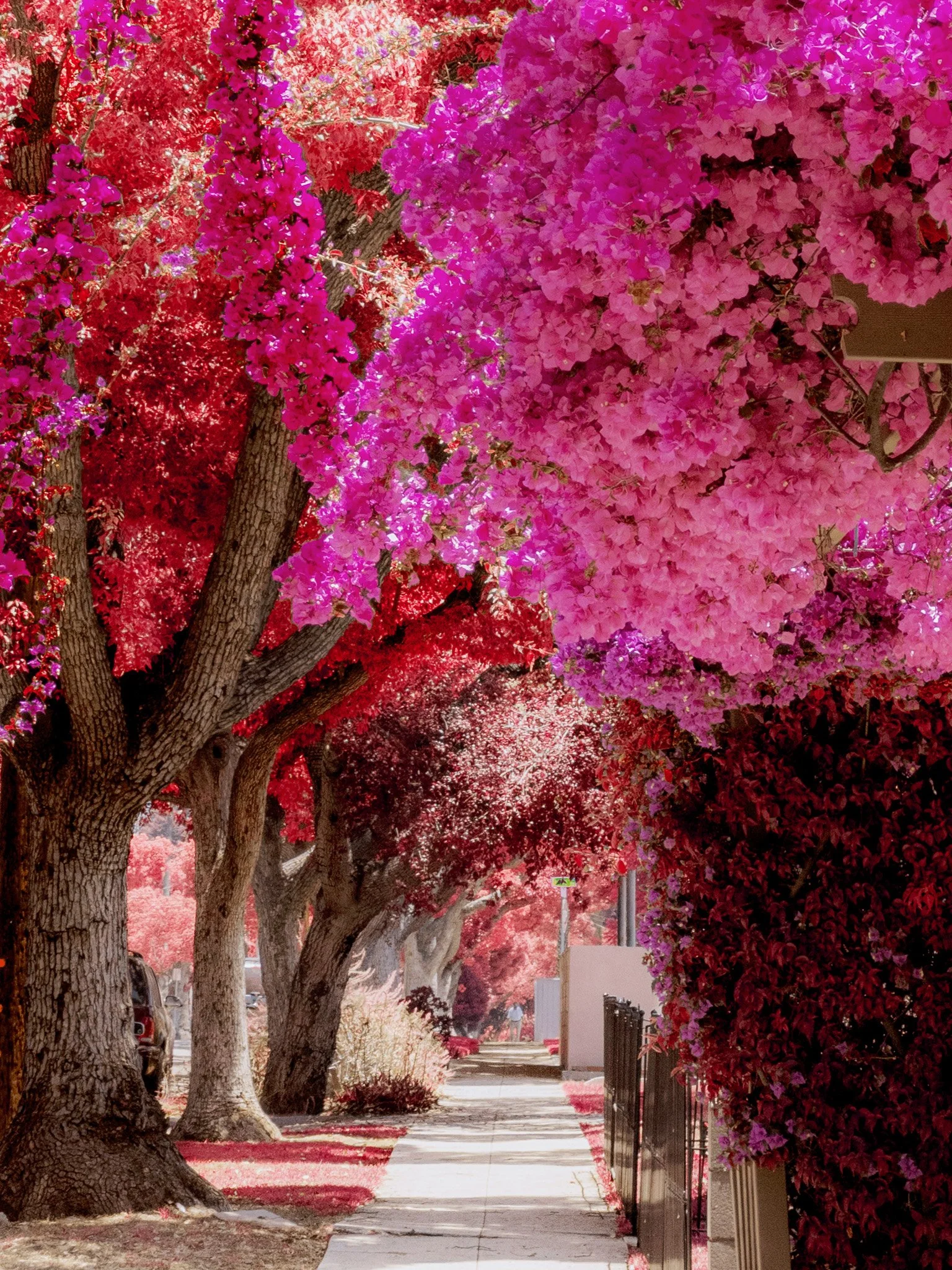 Under the canopies (2024)