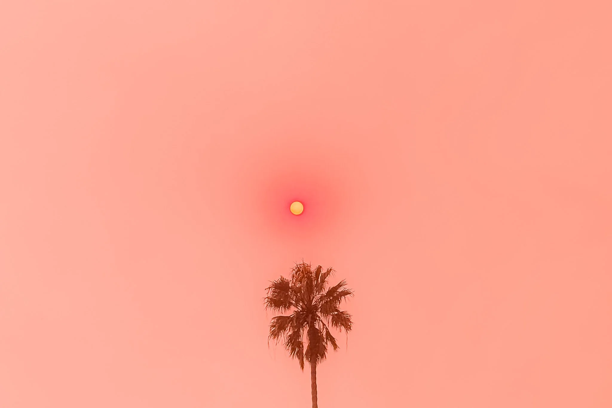 Tomorrow will rise again (2025) raises over $3,000 for Altadena’s Eaton Fire