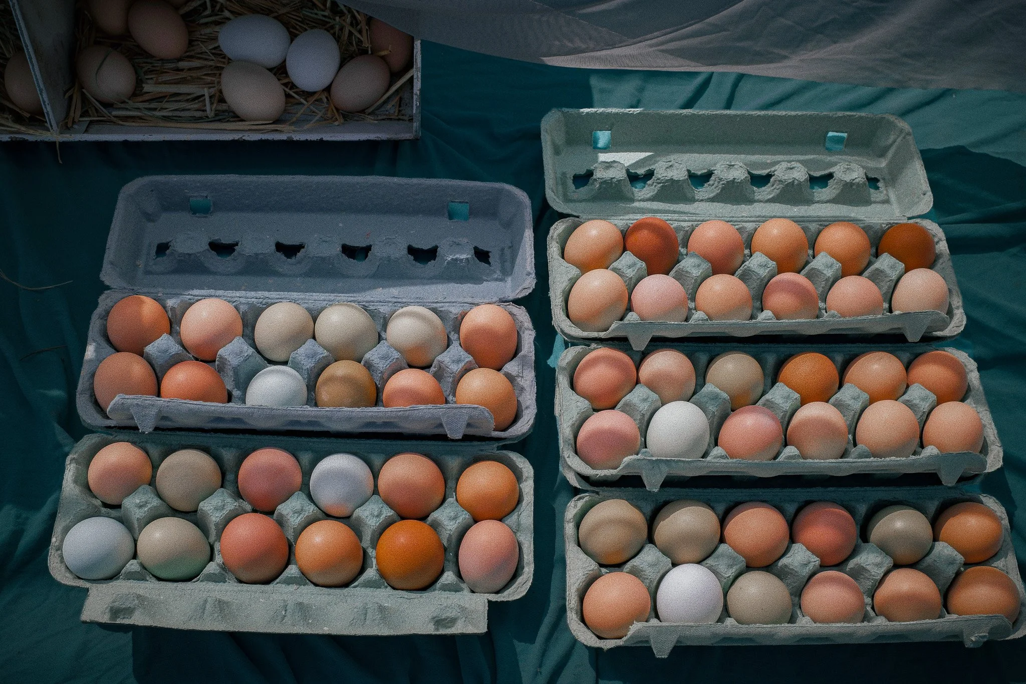 They are all good eggs (2021)