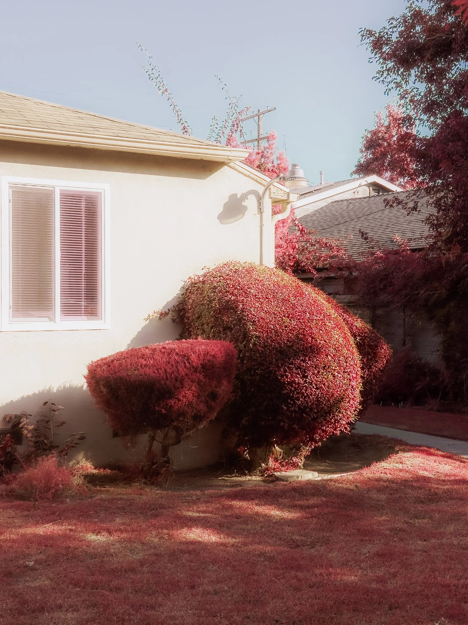 Topiary (2023)