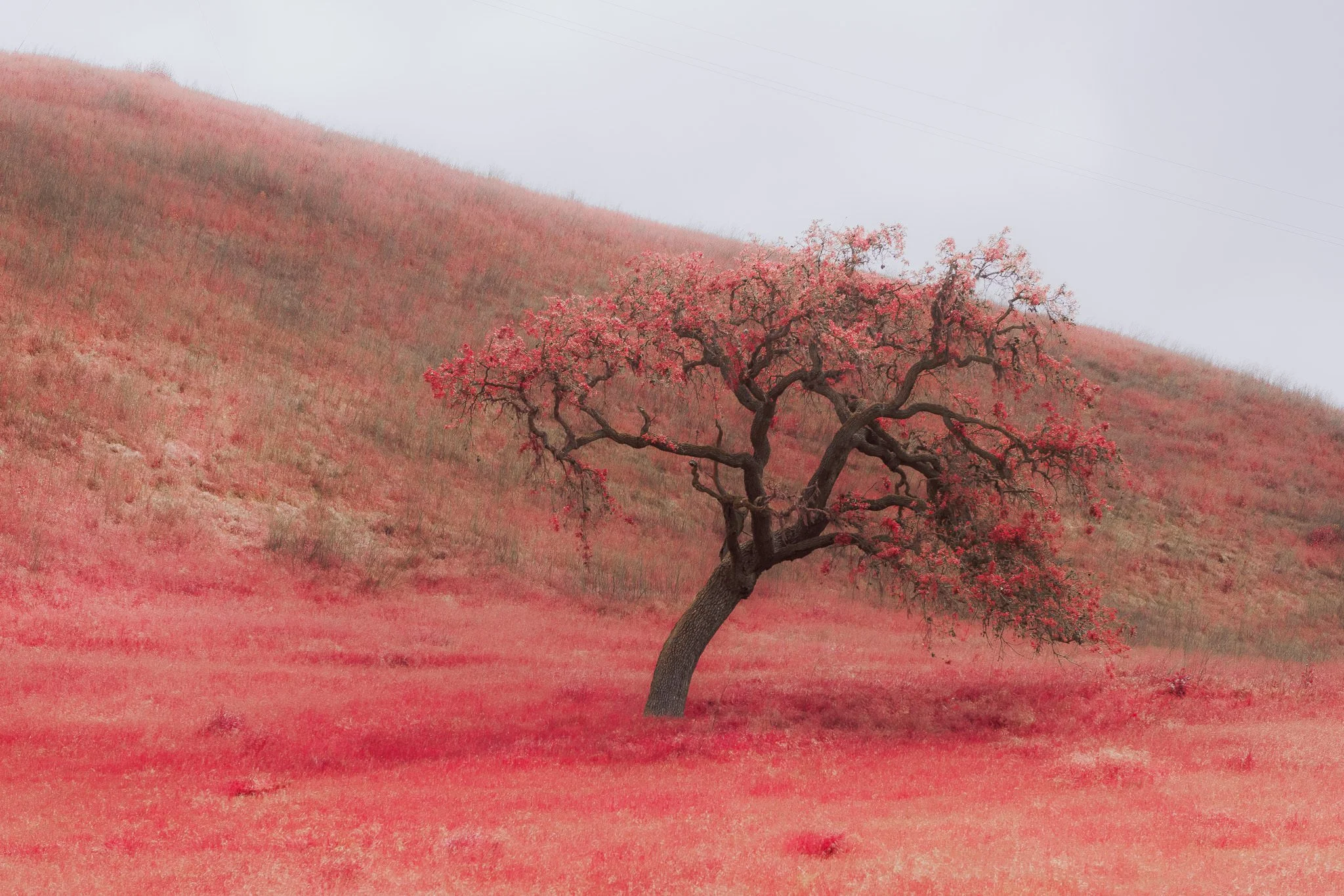 Falling Tree, Off the Highway (2024)