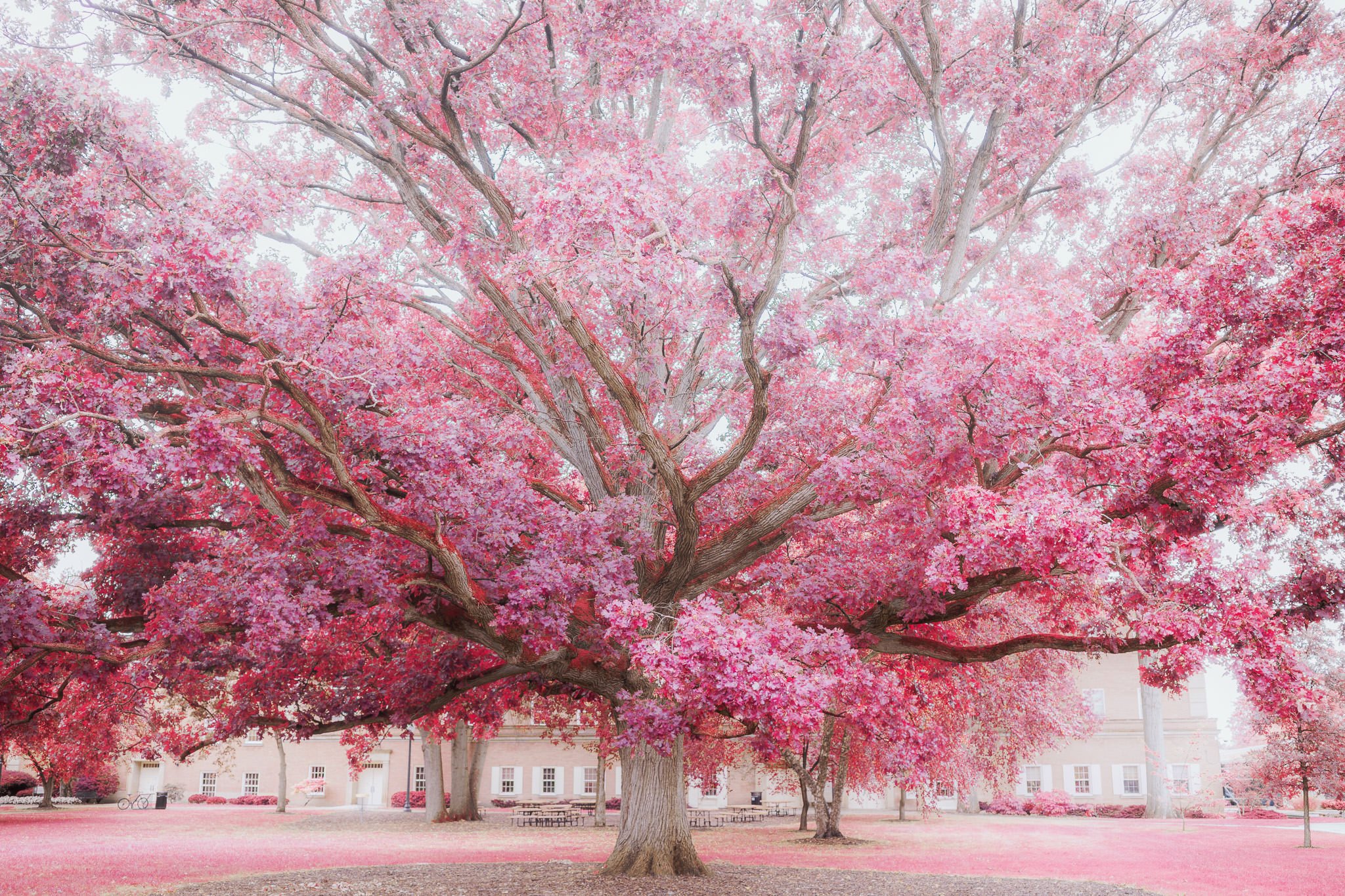 Bloom (2021)