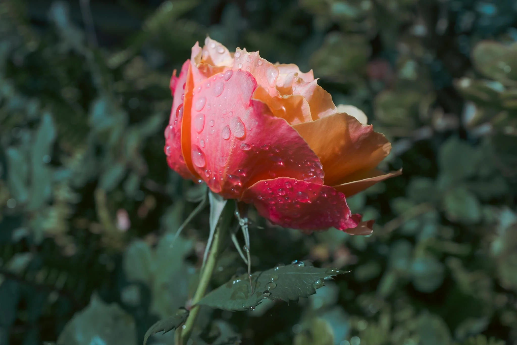 Birthday Rose #5