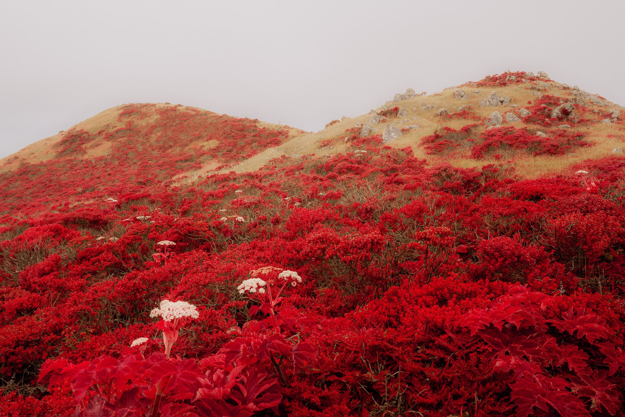 Field of Red (2023)